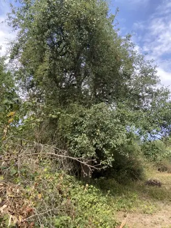 Foto treephoto-o38tfrgbl5m8umgaw4xux1j6.jpeg