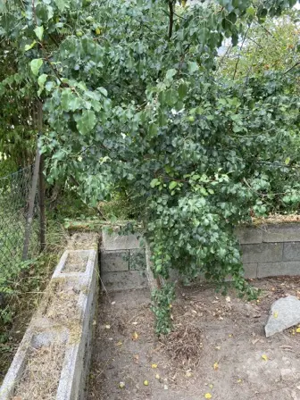 Foto treephoto-b36vhq5lpdatvmdexbx3ak25.jpeg