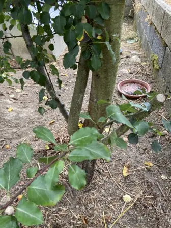 Foto treephoto-hsq51f45z63ao9xbvu292as5.jpeg