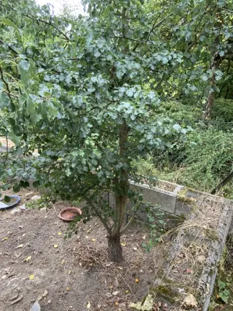 Foto treephoto-uiwridovgjr7zx67zxmkkd39.jpeg