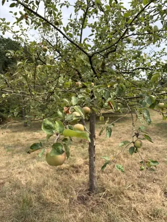 Foto treephoto-ddydwxlwjgdblp22tydu04o7.jpeg