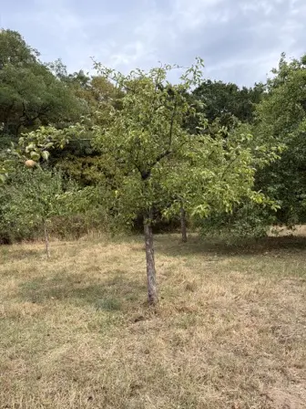 Foto treephoto-e1ta2tzxfv6c391zyx8tufoo.jpeg