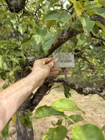 Foto treephoto-kpcw10uc77l4xbgn3ecdjefx.jpeg