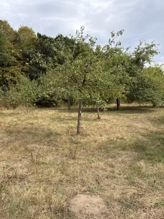 Foto treephoto-nzeuiosyxgjwbbe6f2dy5njh.jpeg