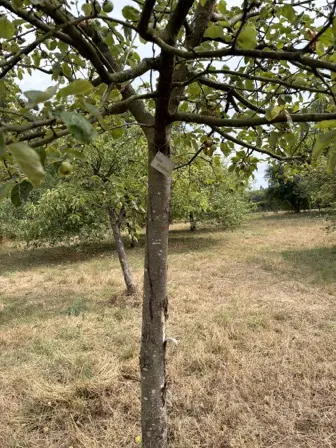 Foto treephoto-s38vw9dewrptf21k88z0oub7.jpeg