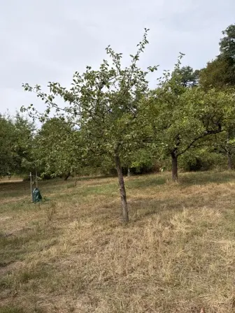 Foto treephoto-zt7gj8h6xa6j60x6rfm521gt.jpeg