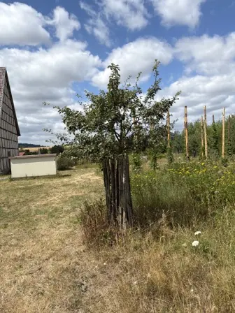 Foto treephoto-gr73kpog7kg75mq57fo7i7d5.jpeg