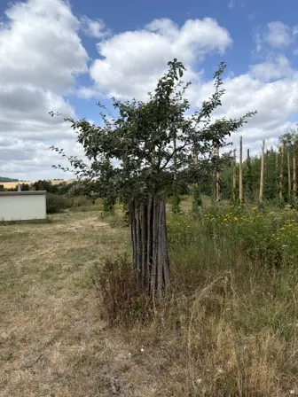Foto treephoto-xszab1o61dga306luo66nliu.jpeg