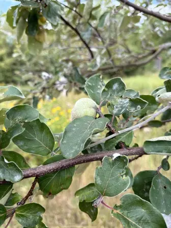 Foto treephoto-z3g1j3xlv5qdq2363liibwct.jpeg