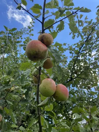 Foto treephoto-y3563emw1iep0xsz4q6pvqiv.jpeg