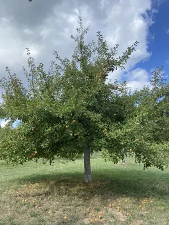 Foto treephoto-y8gm5s0kqier5dce8q0guon0.jpeg