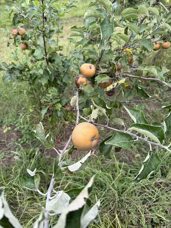 Foto treephoto-o8uzqmmotmvmctfw1oqyjmyb.jpeg