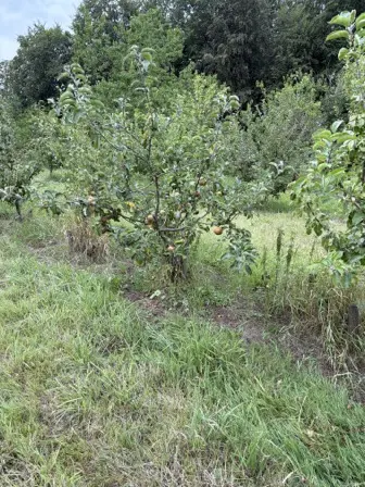 Foto treephoto-v749bpyw4a5v8xouebfw81oq.jpeg