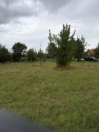 Foto treephoto-o2xd7137xnys84gvaiksovc2.jpeg