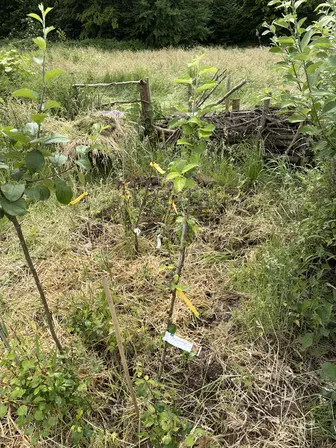 Foto treephoto-ntb00v68fxyl6wjgkgt5wdfb.jpeg