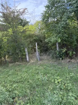 Foto treephoto-fyj45kubistgwuopfumk3h6q.jpeg