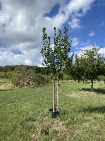 Foto treephoto-hvxyhkfjtp56edyllopxrw8c.jpeg