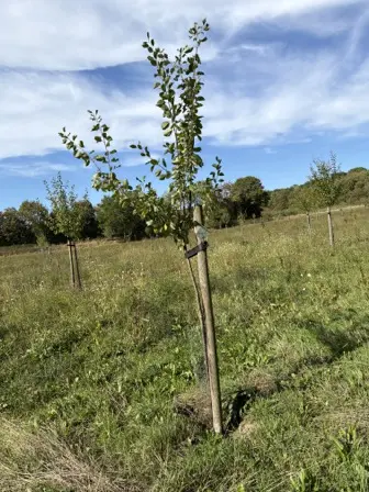 Foto treephoto-l5lq0rqqy70fib1nr1gsadec.jpeg