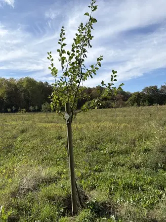 Foto treephoto-qygw3pop6z05sb5ub8trsh1s.jpeg