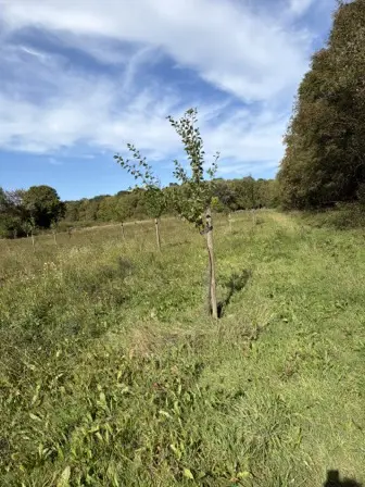 Foto treephoto-y57xlu43g29fxhvh2ra6hn4r.jpeg
