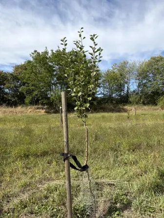 Foto treephoto-t56kwv9st0ha1ntwgousboax.jpeg