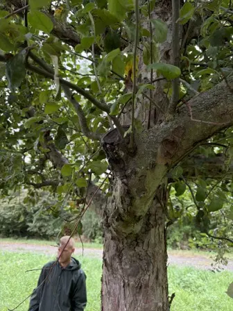 Foto treephoto-hgearvzrio9dqhxckvsi1slr.jpeg
