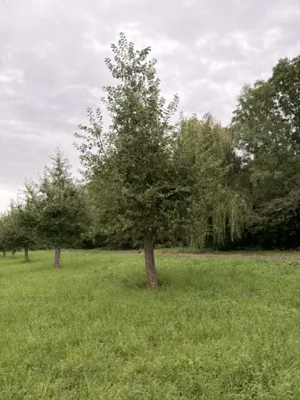 Foto treephoto-in2u8v1tdumfdtok8cuwoa1b.jpeg
