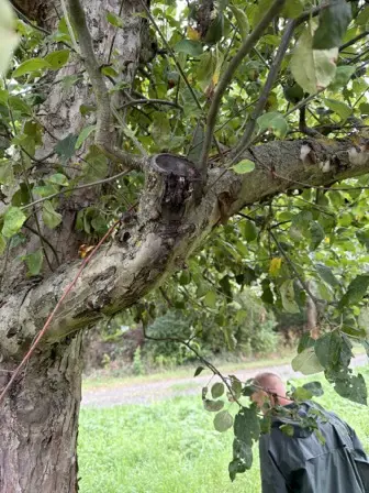 Foto treephoto-k0vtljr56yohpsuzzzh6c6tl.jpeg