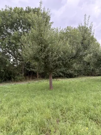 Foto treephoto-ptty0zxl4osttz1ba5pp2569.jpeg