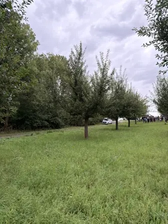 Foto treephoto-qlkh8pqico4vn7gy7sinld8s.jpeg