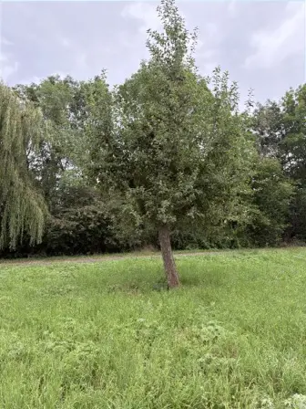 Foto treephoto-w3ympywqcts1ymw743ytw29d.jpeg