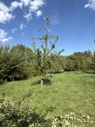 Foto treephoto-dvbv6ch6lbmuxjgvdjvyu6g3.jpeg