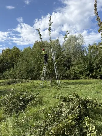 Foto treephoto-g4o6bykw1nspgyg2twhv4dsa.jpeg