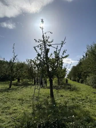 Foto treephoto-h7ukhpwjug4mwdaj1uystboa.jpeg