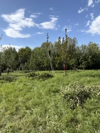 Foto treephoto-hfmusg2prj6jusna0ol2fmh7.jpeg