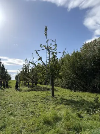 Foto treephoto-hxpig12yzg1gkwap82c0xgor.jpeg
