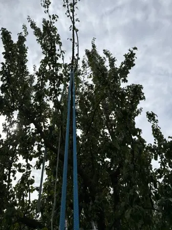 Foto treephoto-ig5spuro56zfmamczgygk71w.jpeg