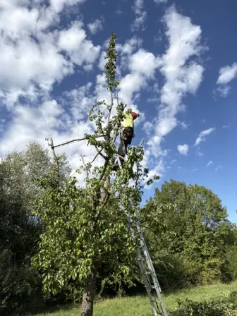 Foto treephoto-k698wd0sbmlo0q6ut3tksibo.jpeg