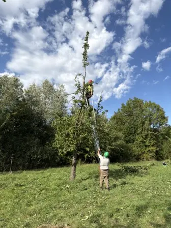 Foto treephoto-o58lj2qjxqa37yv4xaod0krc.jpeg
