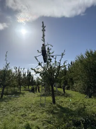 Foto treephoto-ons5wsf93uinfhcm4lhbumz1.jpeg