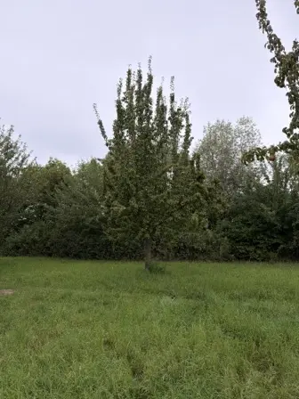 Foto treephoto-p3qgv6kyiftcmgmp2vtgcmlt.jpeg