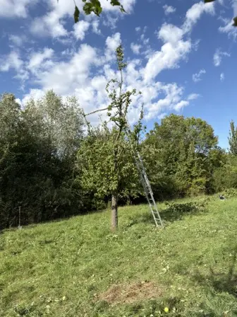 Foto treephoto-pdd8dx3q6kuhuy5ukkf5vhax.jpeg