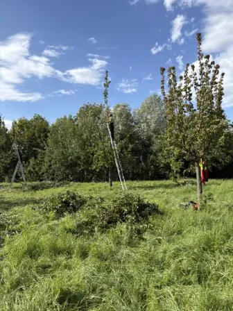 Foto treephoto-pj06t7rea5naepzkt1ot7v93.jpeg