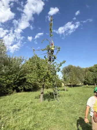 Foto treephoto-zrheu8azjdrsu9apzsqlale1.jpeg