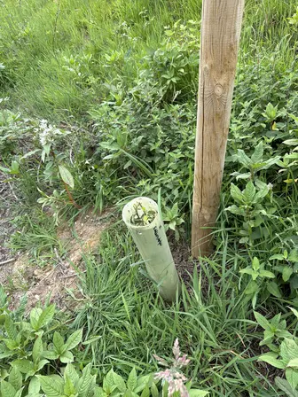 Foto treephoto-xdgvn9ejz5gqzy4jilkdcuuk.jpeg