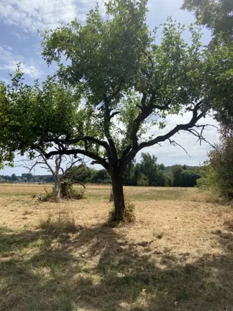 Foto treephoto-j6jaczslnrhn5jlmg247b85b.jpeg