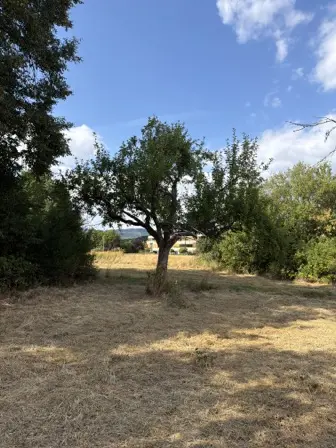 Foto treephoto-mw0wkiurb5feqmolmhtgyg60.jpeg