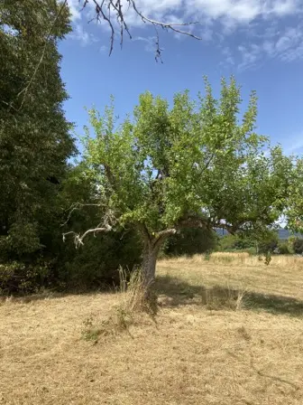 Foto treephoto-oql4eud3c6z8mar5z3qnycrf.jpeg