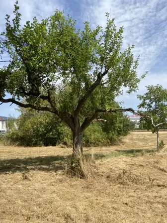 Foto treephoto-sn6khj2yz16kvt8b1jlb4tkf.jpeg
