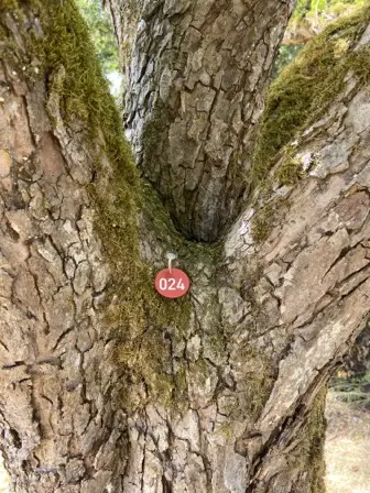 Foto treephoto-t35dvogsfm4fvz75im4u7jlp.jpeg